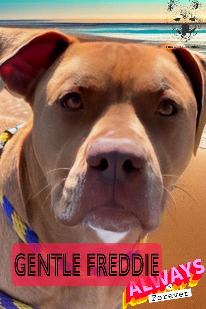 Freddy, an adoptable Vizsla, Dogue de Bordeaux in Harper, TX, 78631 | Photo Image 3