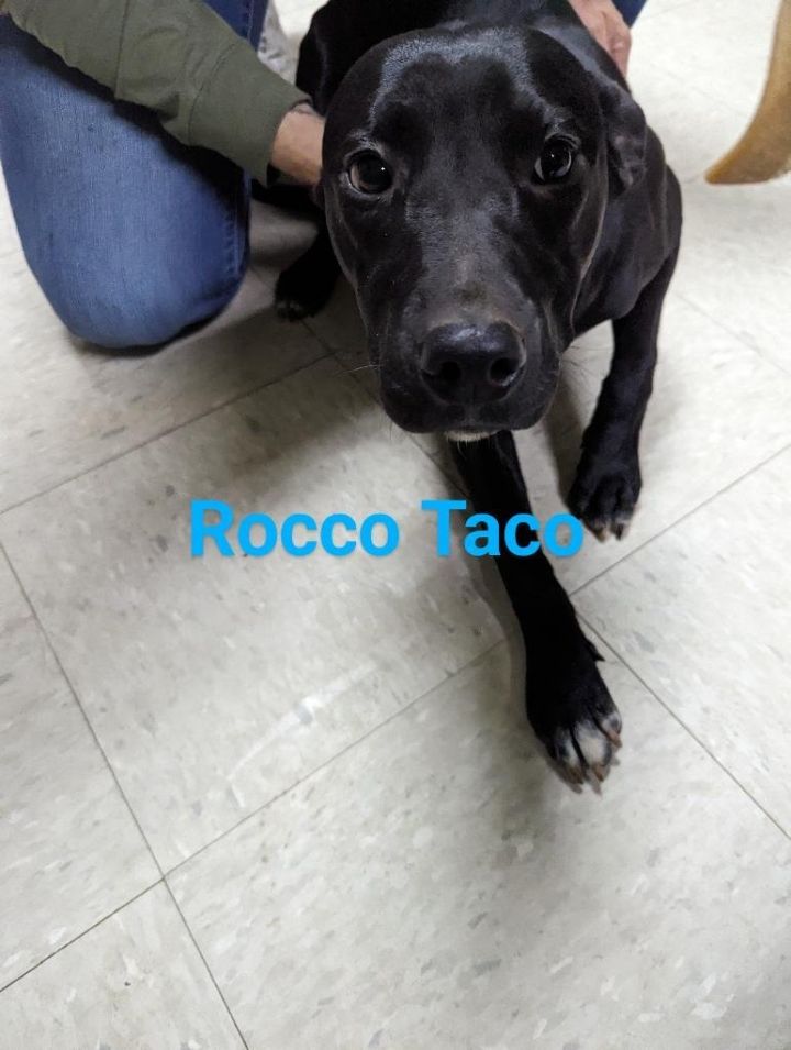 Rocco Taco 1