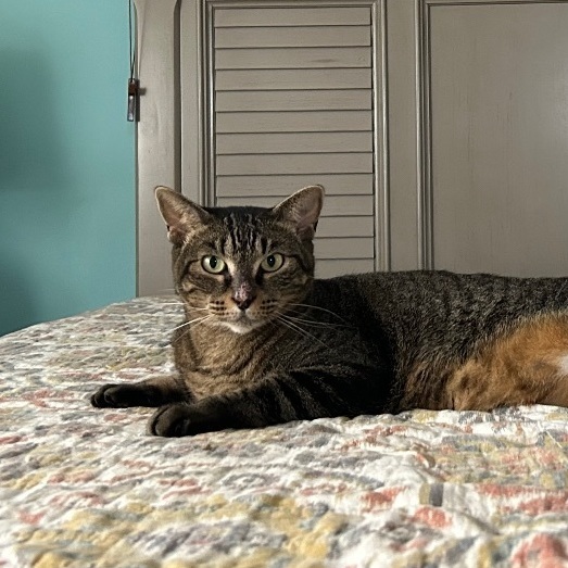 Cat for adoption Emma a Domestic Short Hair in WORCESTER MA