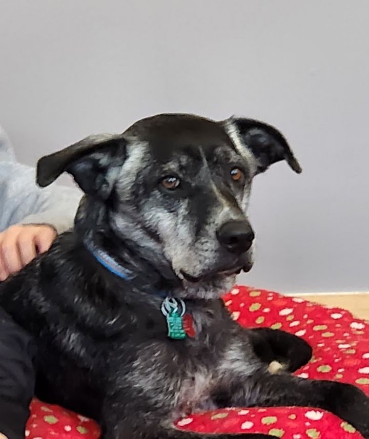 Ellie, an adoptable Black Labrador Retriever Mix in Shawnee, KS_image-2
