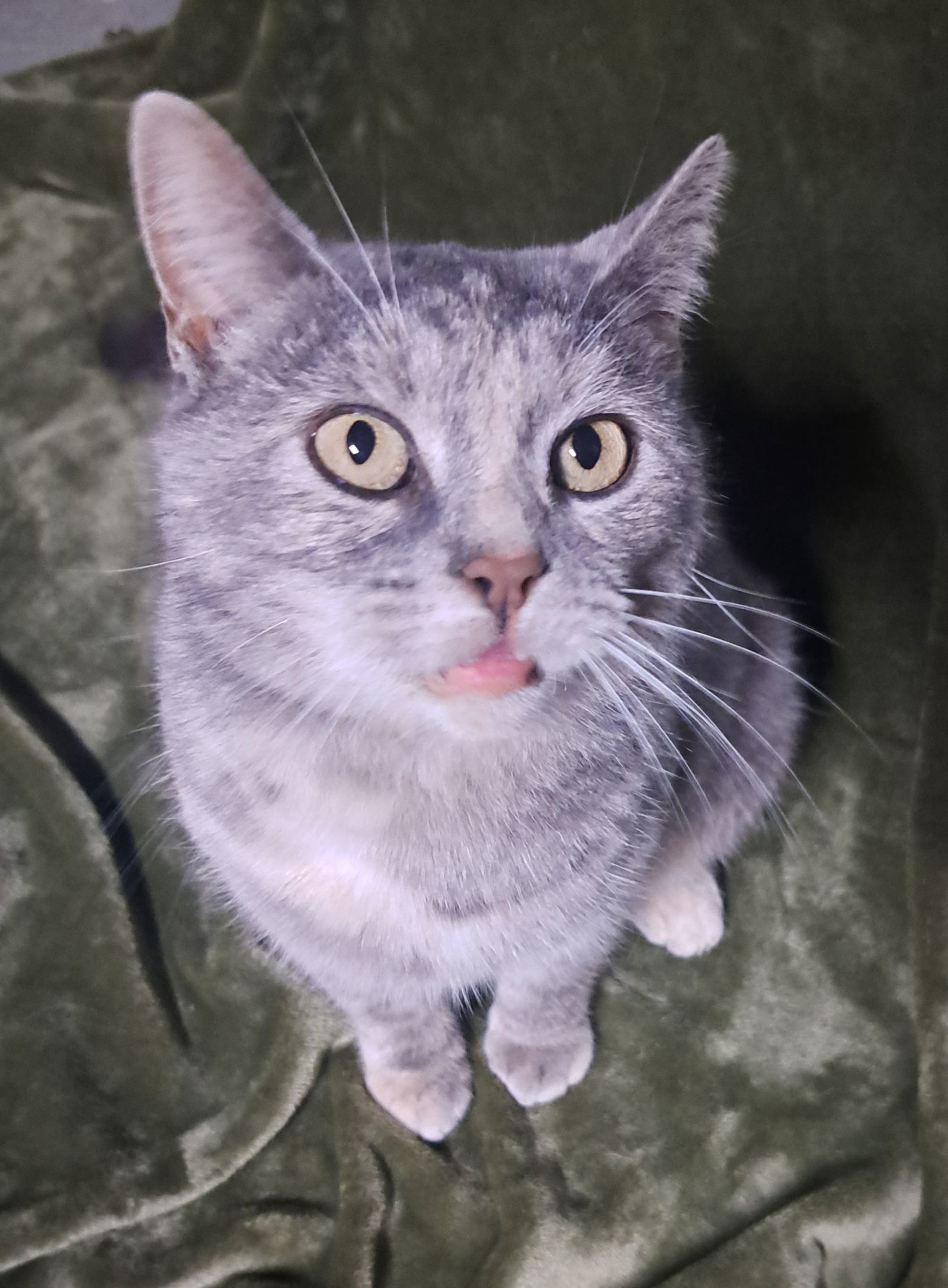 Nola, an adoptable Dilute Tortoiseshell in Dellslow, WV, 26531 | Photo Image 1