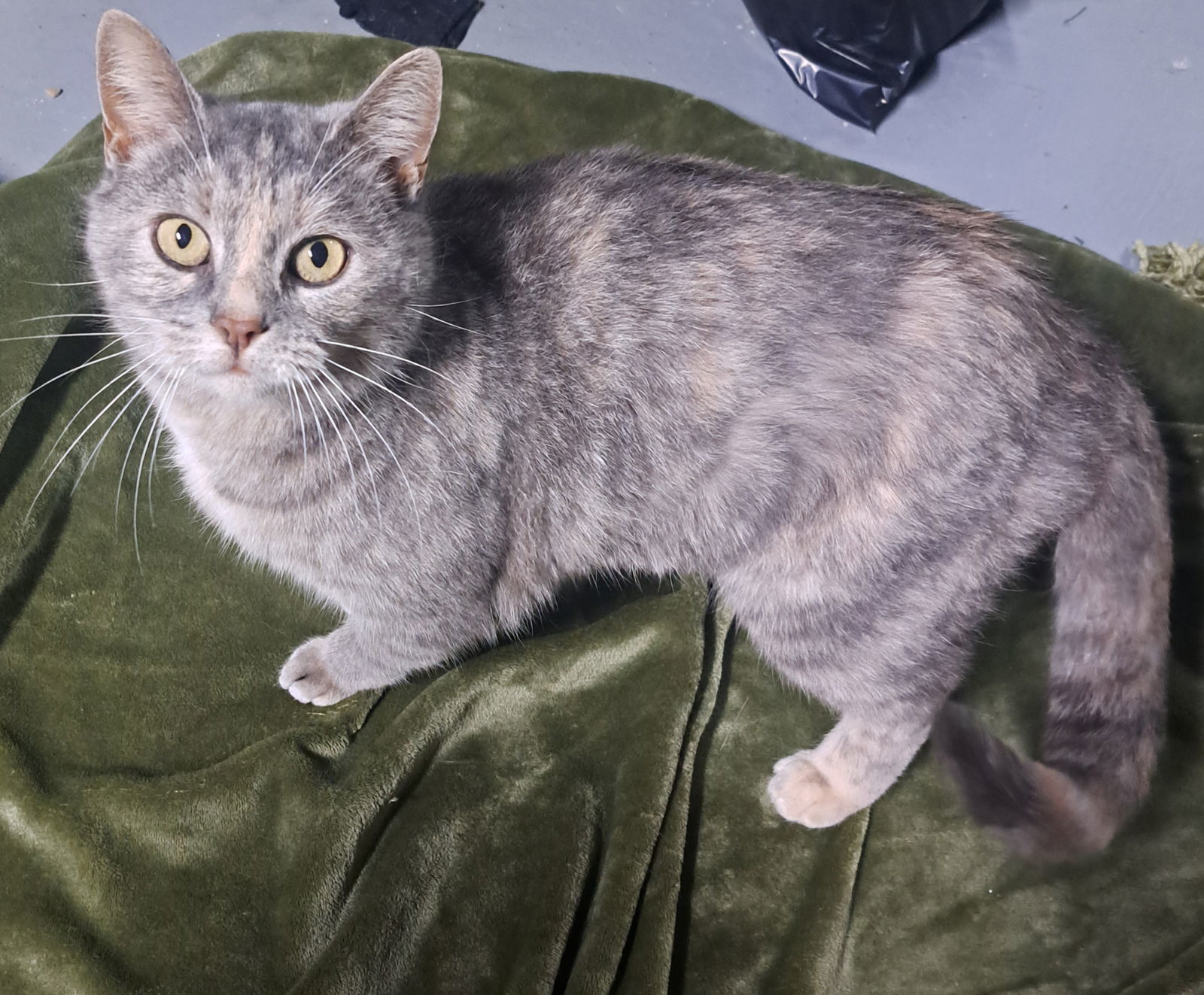 Nola, an adoptable Dilute Tortoiseshell in Dellslow, WV, 26531 | Photo Image 2