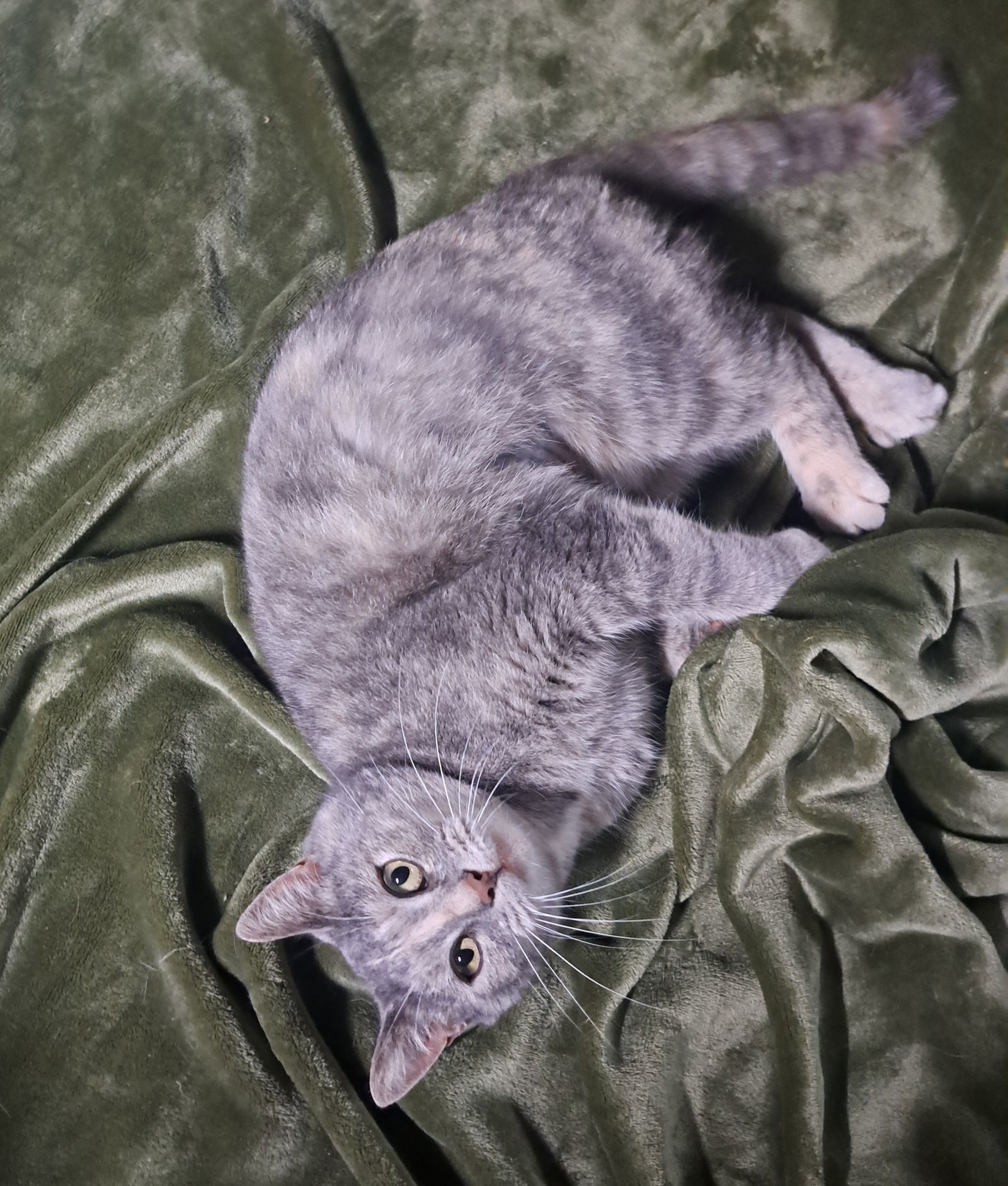 Nola, an adoptable Dilute Tortoiseshell in Dellslow, WV, 26531 | Photo Image 3