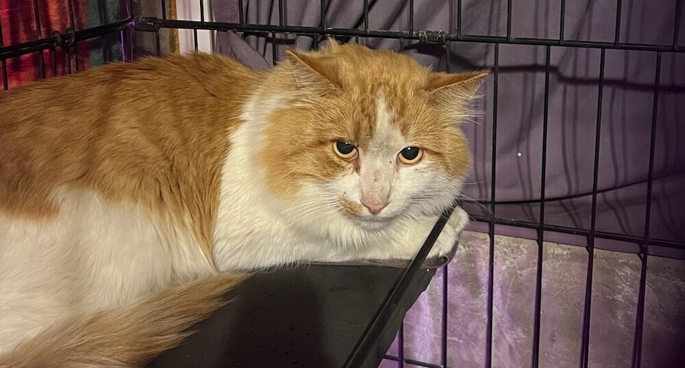 Marty, an adoptable Domestic Long Hair in Thatcher, AZ, 85552 | Photo Image 1