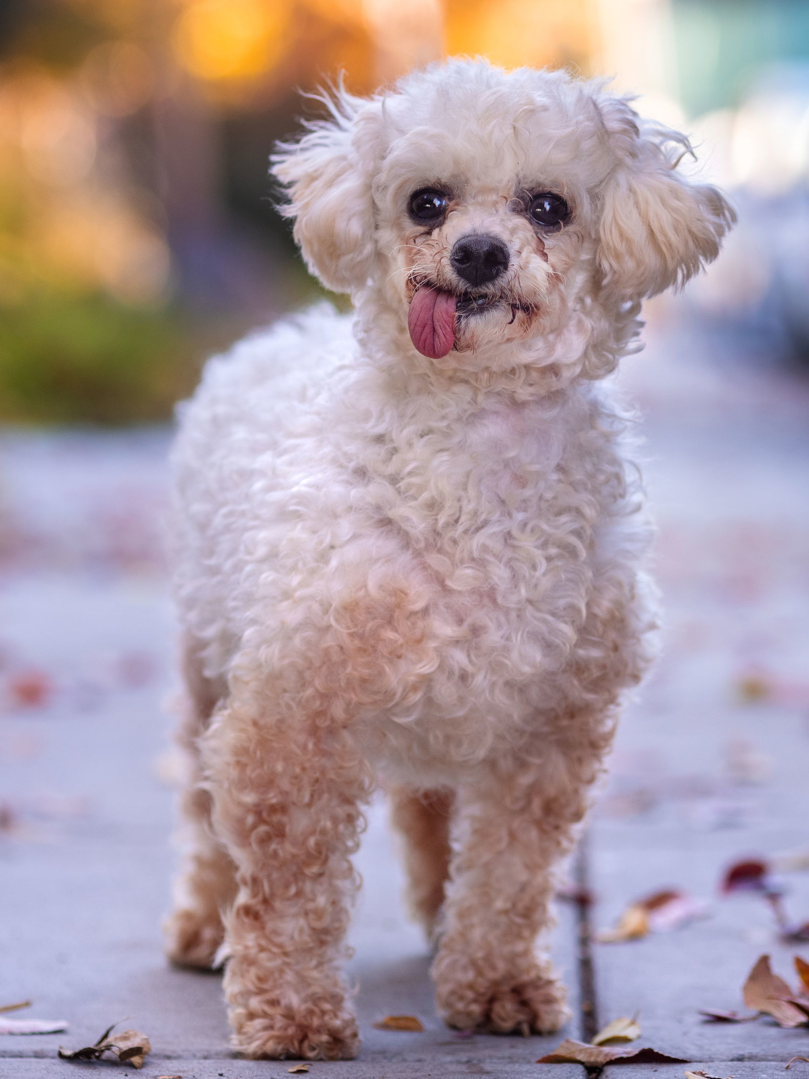 Petfinder 2024 miniature poodle