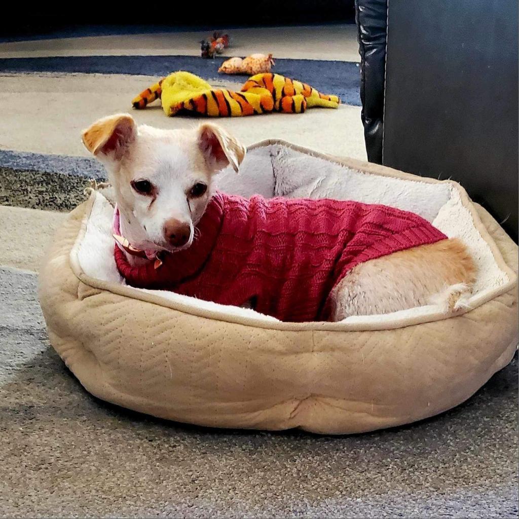 Divine TAF, an adoptable Chihuahua in Las Vegas, NV, 89145 | Photo Image 1