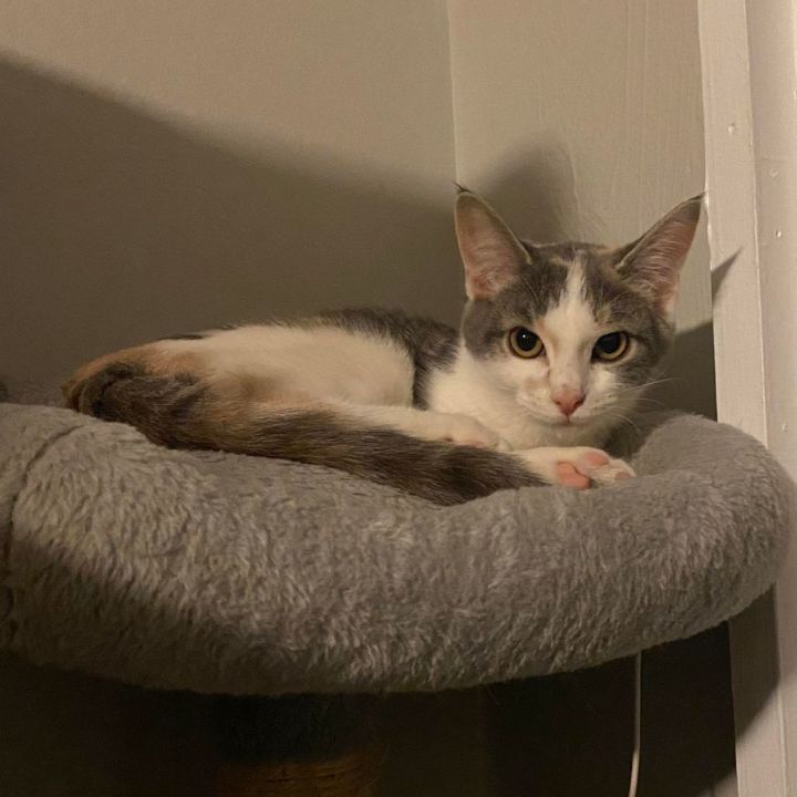 Dot, an adoptable Dilute Calico & Domestic Short Hair Mix in Royal Oak, MI_image-2