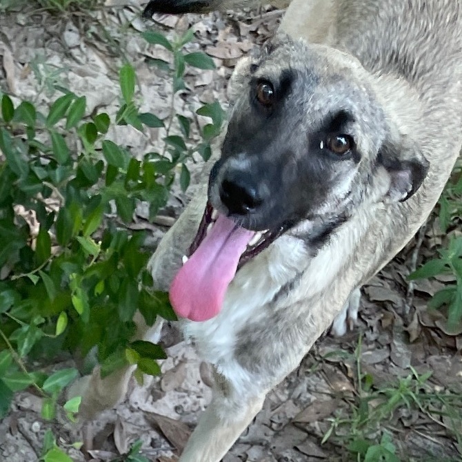 Katia, an adoptable Shepherd Mix in Hillsboro , OR_image-2