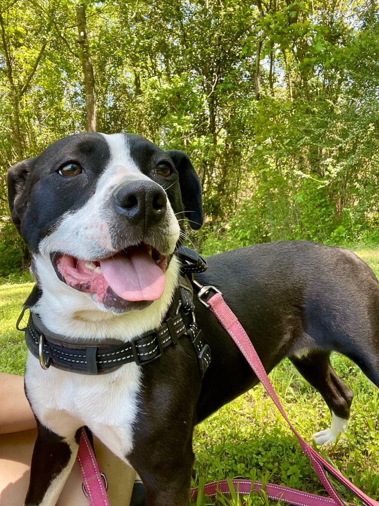 Basil, an adoptable Terrier, Mixed Breed in Saint Francisville, LA, 70775 | Photo Image 1