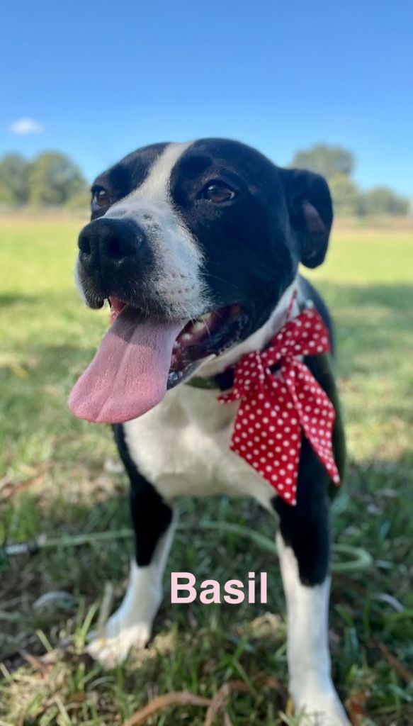 Basil, an adoptable Terrier, Mixed Breed in Saint Francisville, LA, 70775 | Photo Image 1
