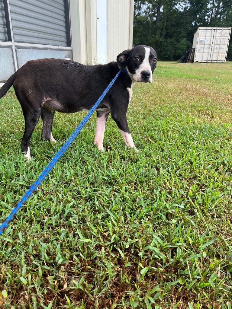 Basil, an adoptable Terrier, Mixed Breed in Saint Francisville, LA, 70775 | Photo Image 2