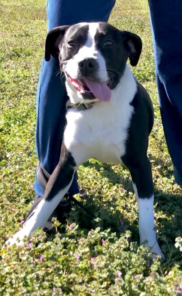 Basil, an adoptable Terrier, Mixed Breed in Saint Francisville, LA, 70775 | Photo Image 3