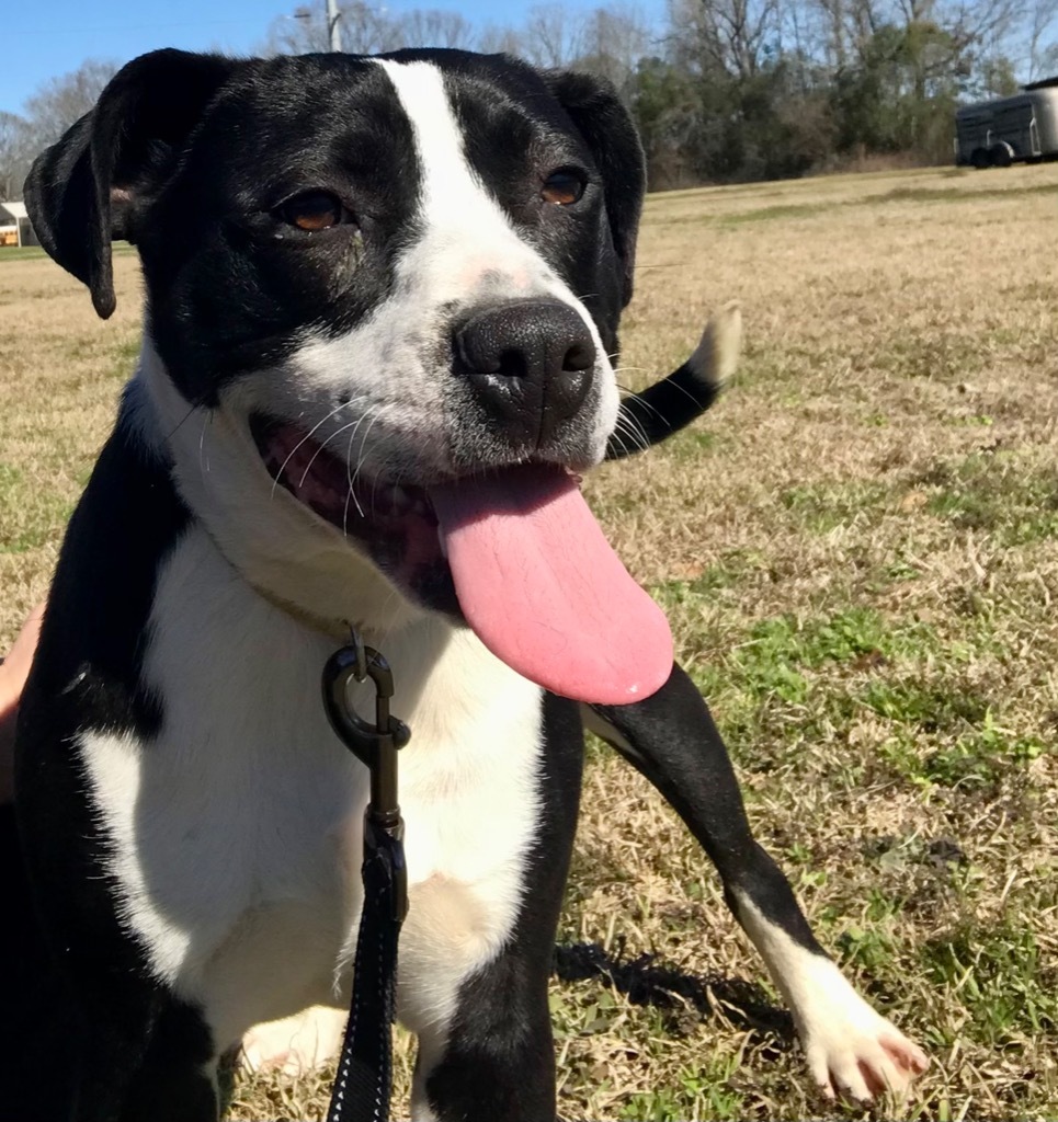 Basil, an adoptable Terrier, Mixed Breed in Saint Francisville, LA, 70775 | Photo Image 4