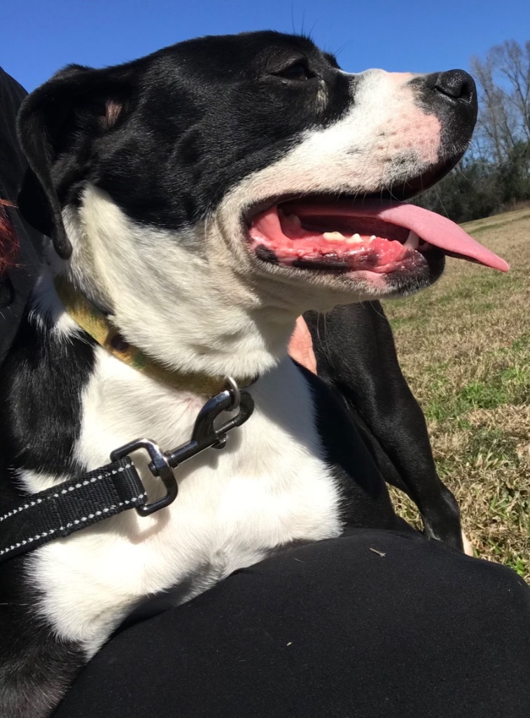 Basil, an adoptable Terrier, Mixed Breed in Saint Francisville, LA, 70775 | Photo Image 5