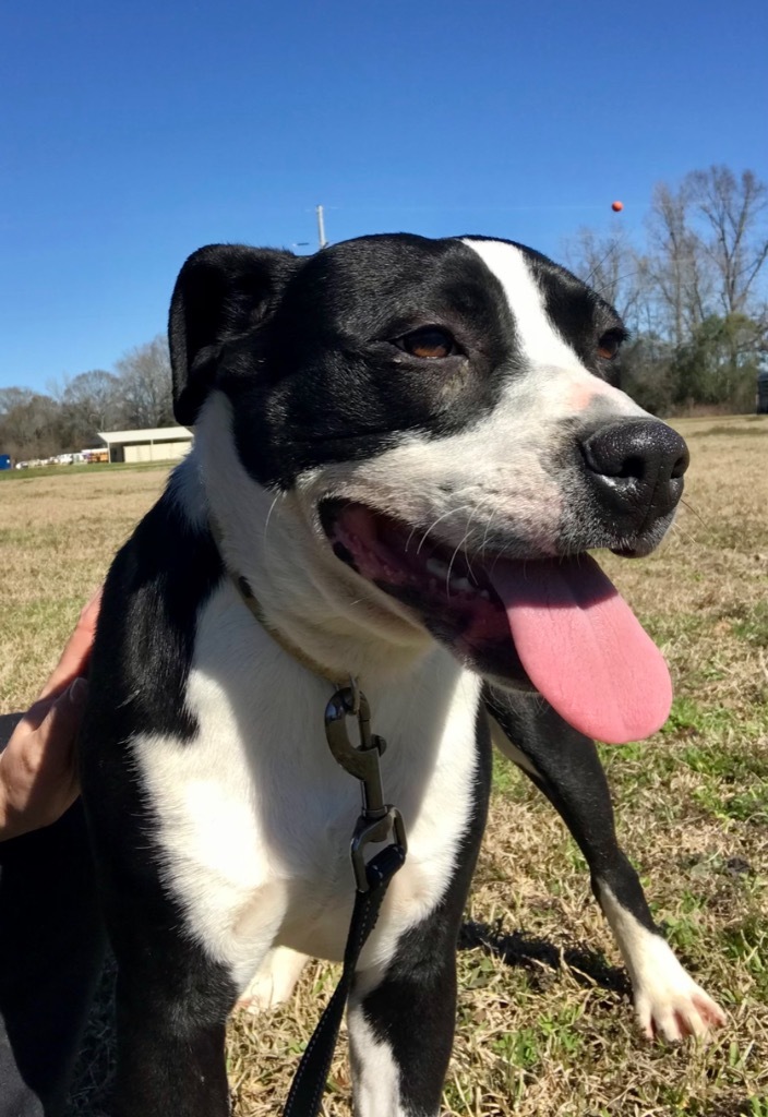 Basil, an adoptable Terrier, Mixed Breed in Saint Francisville, LA, 70775 | Photo Image 6