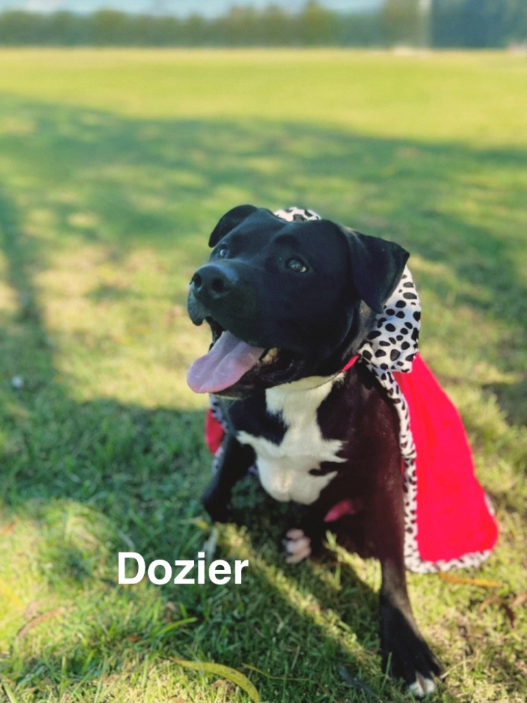 Dozier, an adoptable Labrador Retriever, Mixed Breed in Saint Francisville, LA, 70775 | Photo Image 1