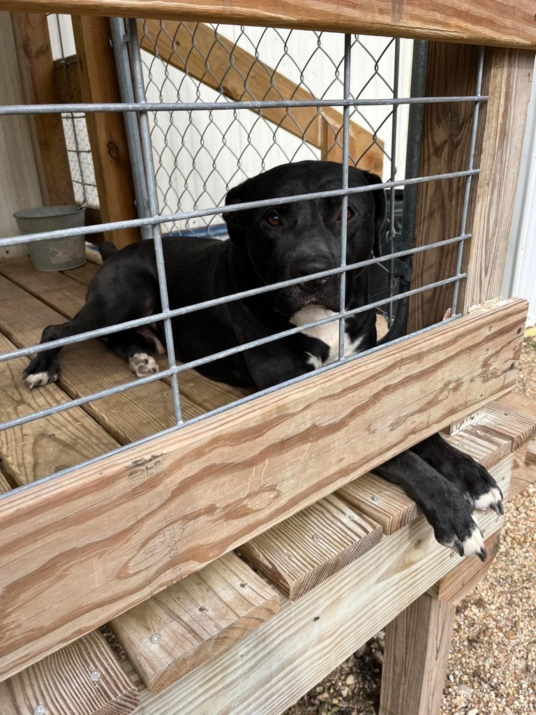 Dozier, an adoptable Labrador Retriever, Mixed Breed in Saint Francisville, LA, 70775 | Photo Image 2