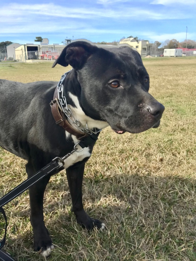 Dozier, an adoptable Labrador Retriever, Mixed Breed in Saint Francisville, LA, 70775 | Photo Image 3