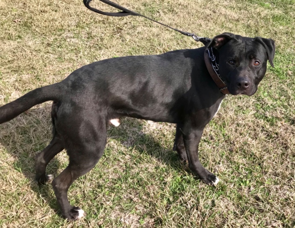 Dozier, an adoptable Labrador Retriever, Mixed Breed in Saint Francisville, LA, 70775 | Photo Image 4