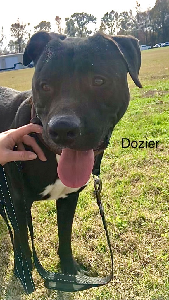 Dozier, an adoptable Labrador Retriever Mix in Saint Francisville, LA_image-5