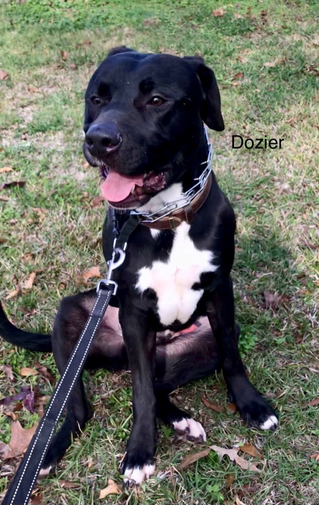 Dozier, an adoptable Labrador Retriever, Mixed Breed in Saint Francisville, LA, 70775 | Photo Image 5