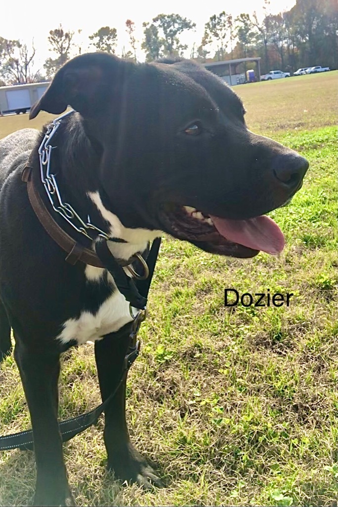 Dozier, an adoptable Labrador Retriever, Mixed Breed in Saint Francisville, LA, 70775 | Photo Image 6