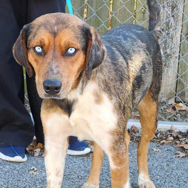 Catahoula leopard clearance dog petfinder