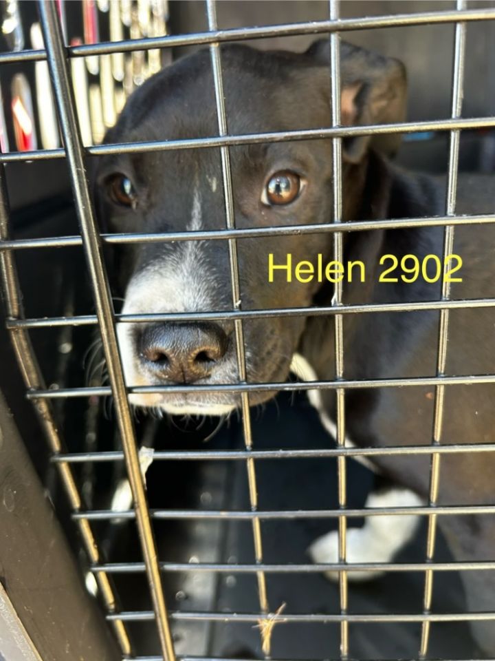 Helen 2