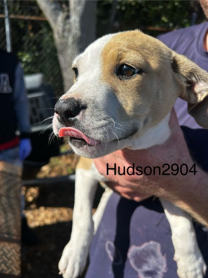 Hudson, an adoptable Labrador Retriever Mix in Darlington, SC_image-2