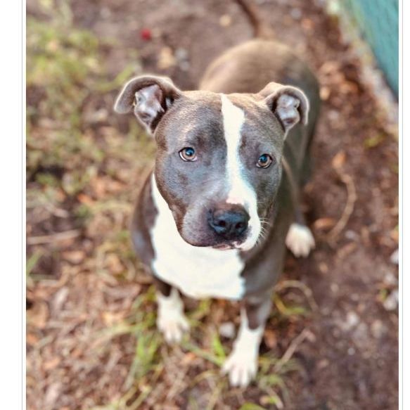 Novalee, an adoptable American Bulldog Mix in Winter haven, FL_image-1