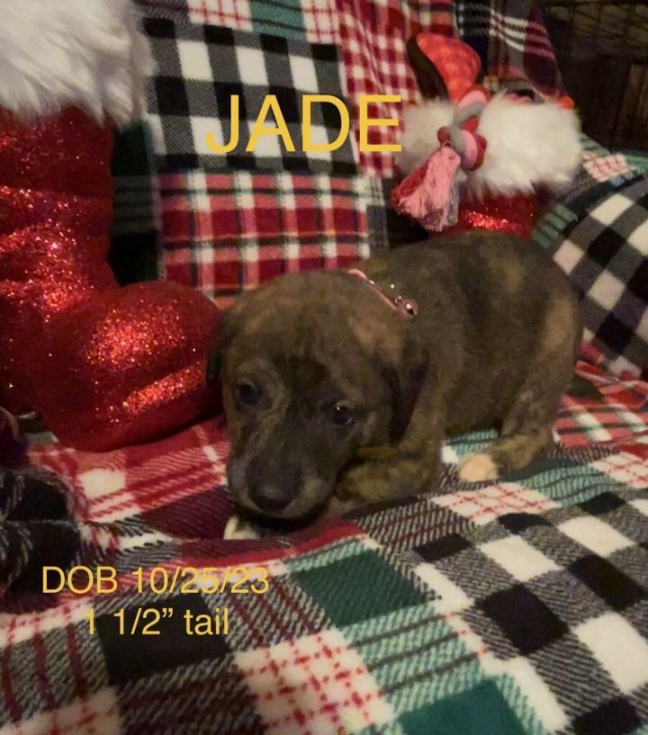 Jade, an adopted Hound Mix in Texarkana, TX_image-1