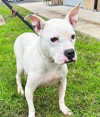 Snowbelle, an adoptable Mixed Breed in Leander, TX_image-1