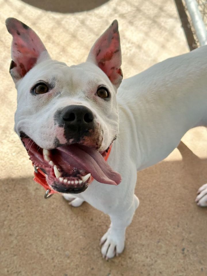 Snowbelle, an adoptable Mixed Breed in Leander, TX_image-5