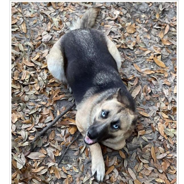 Selena, an adoptable German Shepherd Dog in Winter haven, FL_image-1