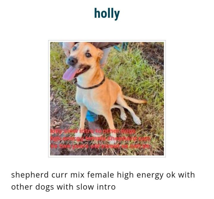Holly 1