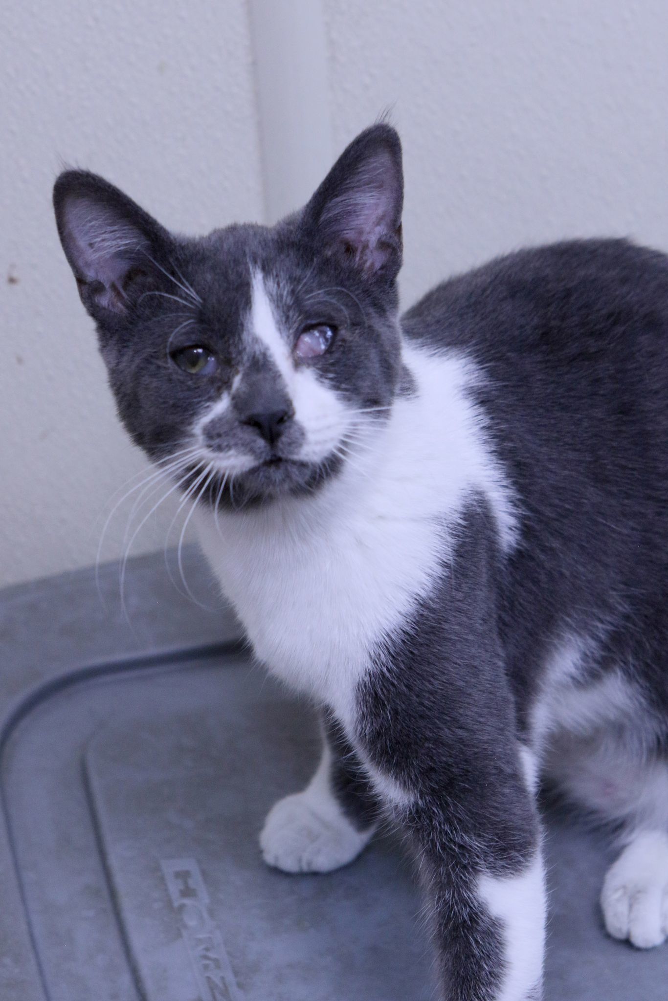 Lucky, an adoptable Domestic Short Hair in Austin, MN, 55912 | Photo Image 1