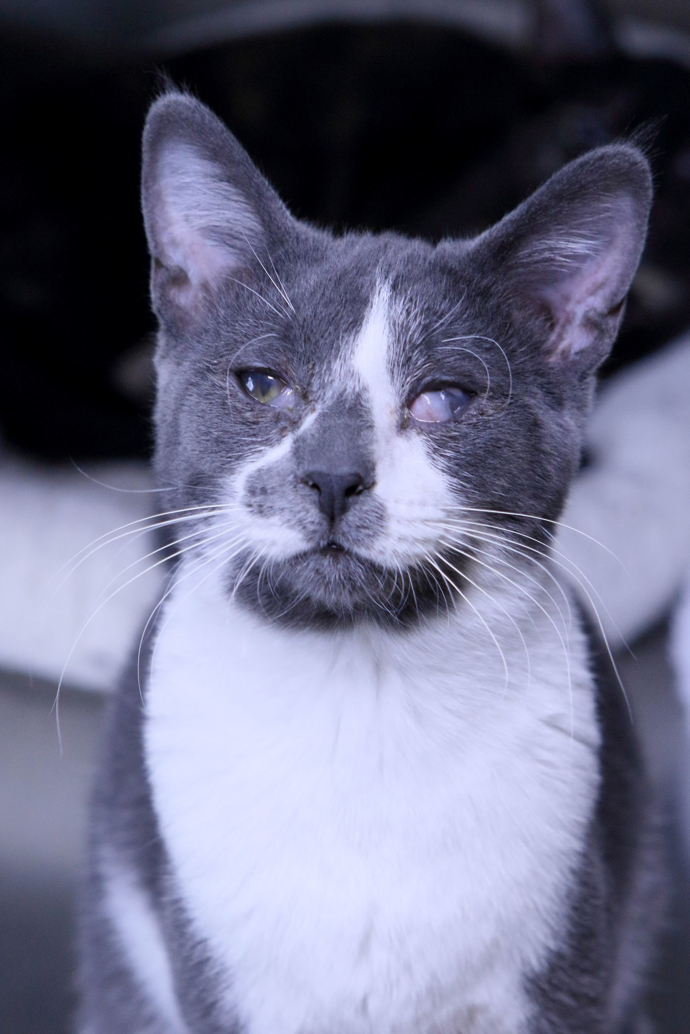 Lucky, an adoptable Domestic Short Hair in Austin, MN, 55912 | Photo Image 2