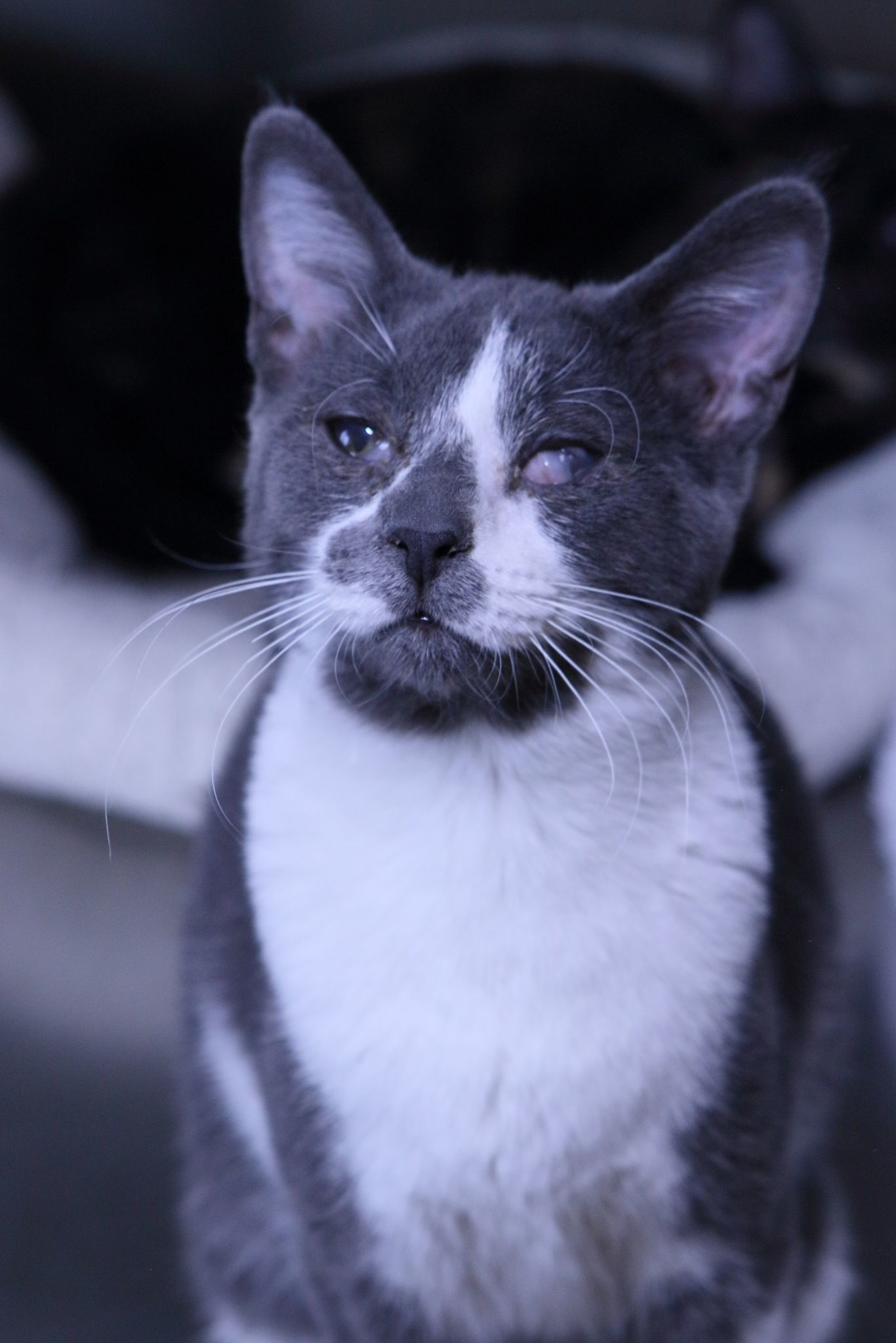 Lucky, an adoptable Domestic Short Hair in Austin, MN, 55912 | Photo Image 3