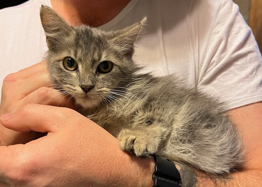 Mori, an adoptable Domestic Long Hair in Thatcher, AZ, 85552 | Photo Image 1