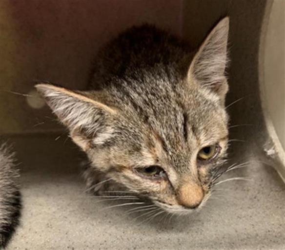 CLEO, an adoptable Domestic Short Hair in Sacramento, CA, 95818 | Photo Image 1