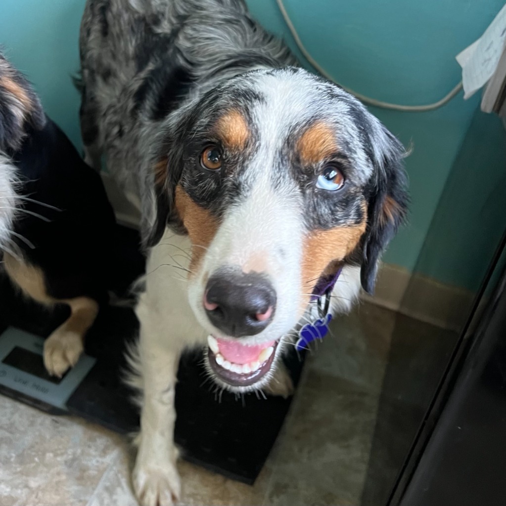 Dog for adoption Solstice, an Australian Shepherd in Pittsburgh, PA