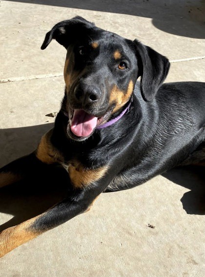 Indy, an adoptable Doberman Pinscher, Mixed Breed in Caldwell, ID, 83607 | Photo Image 1