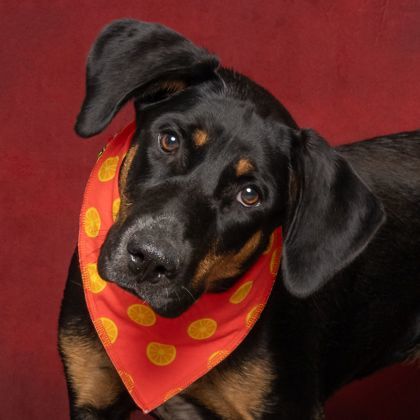 Indy, an adoptable Doberman Pinscher, Mixed Breed in Caldwell, ID, 83607 | Photo Image 3