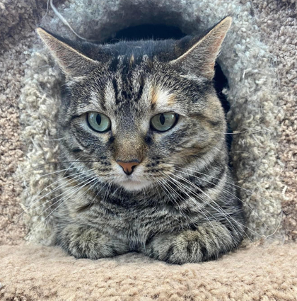 September, an adoptable Domestic Short Hair in De Soto, IA, 50069 | Photo Image 2