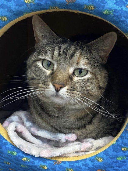 September, an adoptable Domestic Short Hair in De Soto, IA, 50069 | Photo Image 3