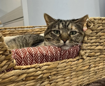 September, an adoptable Domestic Short Hair in De Soto, IA, 50069 | Photo Image 3