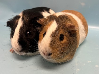 Are peaches good on sale for guinea pigs