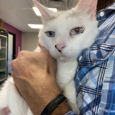 Sheldon, an adoptable Domestic Short Hair in Ponca City, OK, 74604 | Photo Image 2