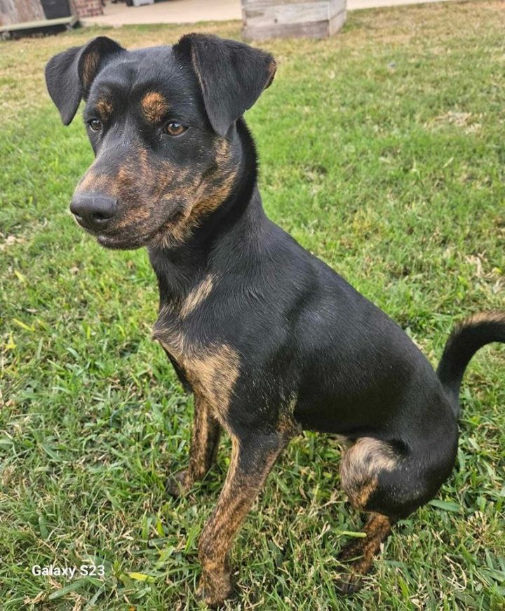 Dog for adoption - Emmy Lou, an Australian Cattle Dog / Blue Heeler ...