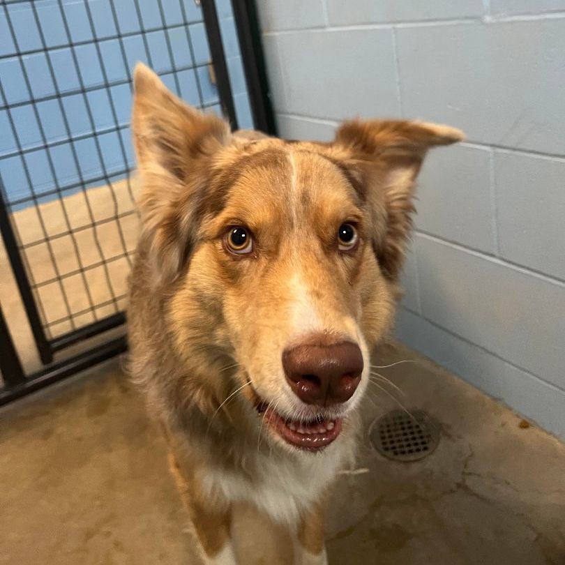 Dog for adoption - Chewy, an Australian Shepherd in Elk River, MN ...